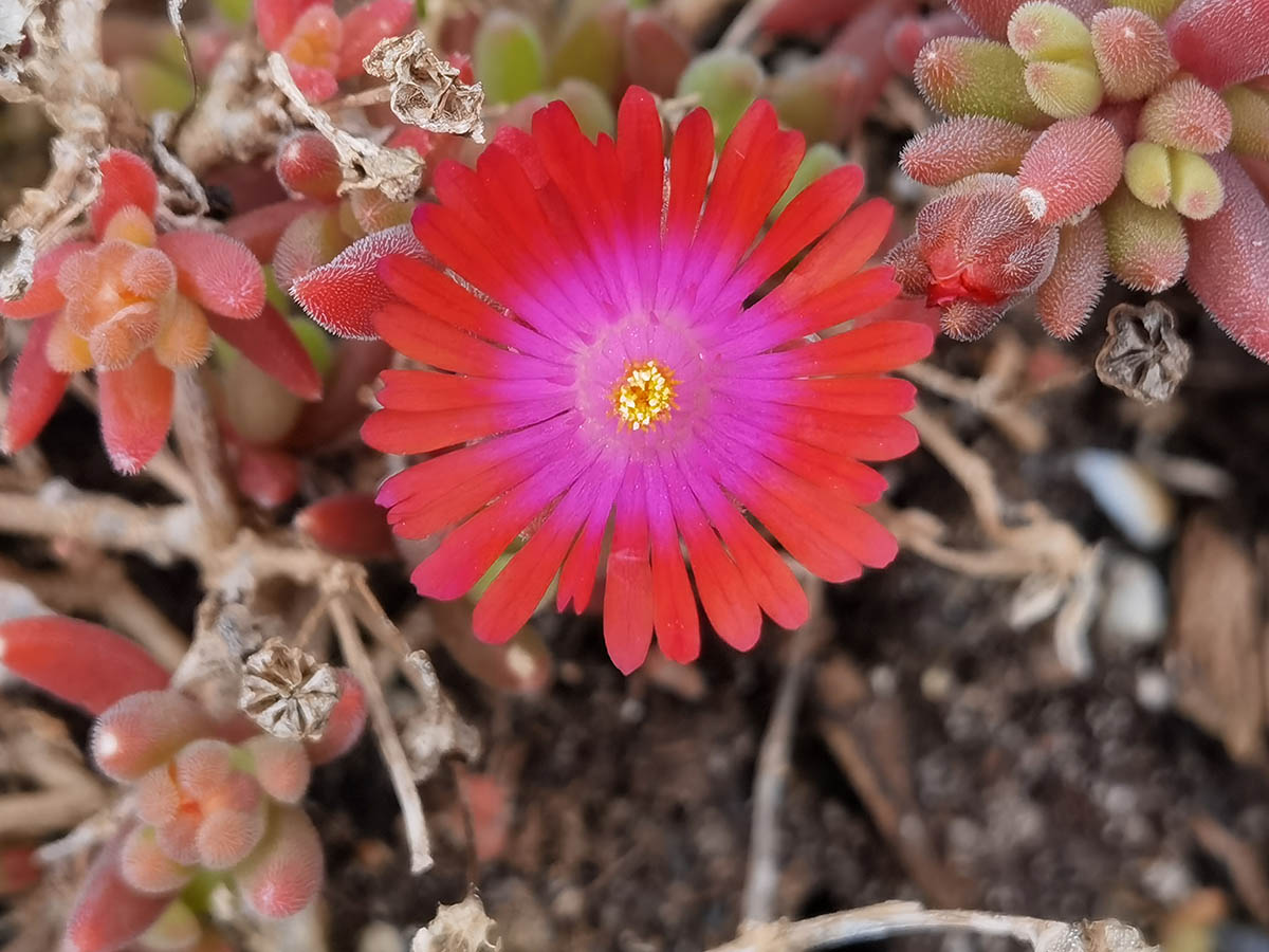 Delosperma 'cultivars & hybrides' 8